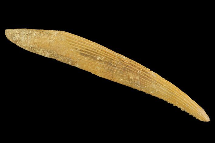 Cretaceous Shark (Hybodus) Dorsal Spine - Morocco #93926